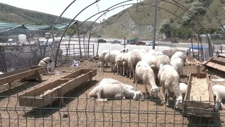 Ankara Mühye Köyü Kurban Pazarı ve Ekonomik Zorluklar