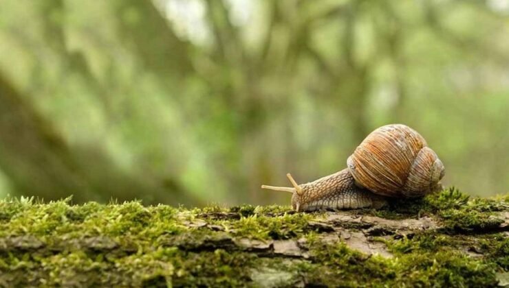 Avustralya’da Tehlikeli Parazit Salgınları ve Halk Sağlığı Üzerindeki Etkileri