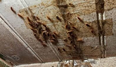 Roma’da Uçan Hamam Böcekleri Panik Yarattı: Virzì’nin ‘Kuraklık’ Filmindeki Korku Gerçeğe Dönüştü