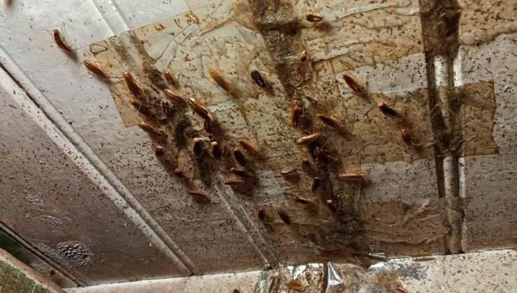 Roma’da Uçan Hamam Böcekleri Panik Yarattı: Virzì’nin ‘Kuraklık’ Filmindeki Korku Gerçeğe Dönüştü