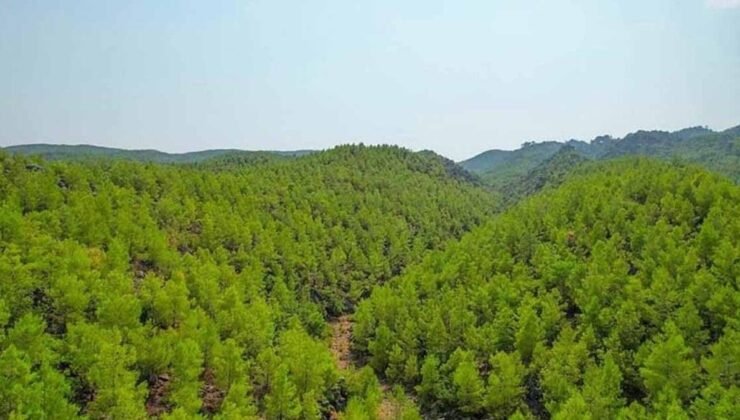 Tiangong Uzay İstasyonu’nda Yapay Fotosentezle Gıda ve Oksijen Üretimi Başarısı