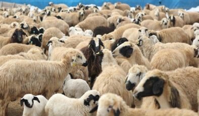 Türkiye Damızlık Koyun Keçi Yetiştiricileri Merkez Birliği Başkanı Nihat Çelik’ten Kurban Bayramı Değerlendirmesi