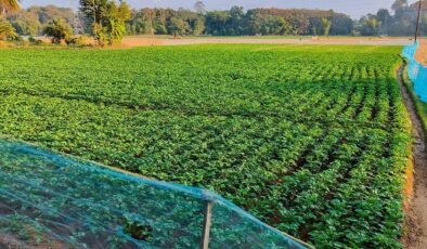 William Chase’in İlham Verici Girişimi: Çürümeye Mahkum Patateslerden Global Bir Marka Yaratmak