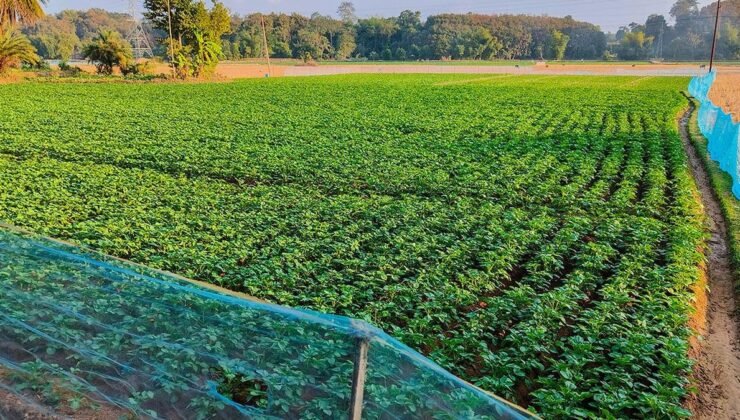 William Chase’in İlham Verici Girişimi: Çürümeye Mahkum Patateslerden Global Bir Marka Yaratmak