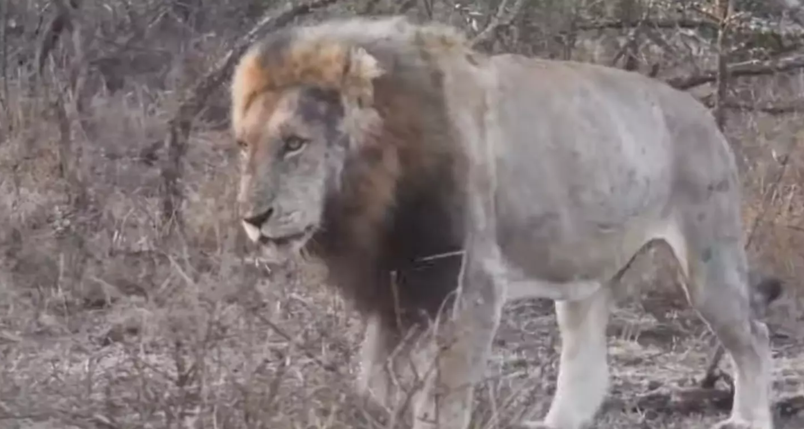 Aslan sosyal medyada ünlü olunca, soyunu kuruttular