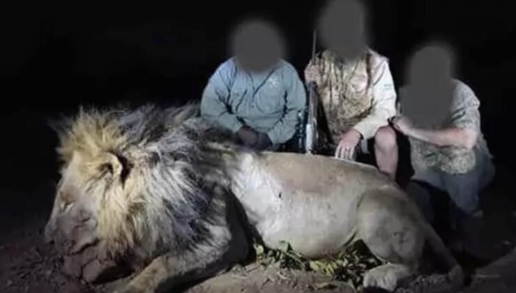 Aslan sosyal medyada ünlü olunca, soyunu kuruttular