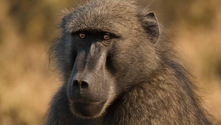 Güney Afrika Babunlarının Sosyal Yürüyüş Düzeni: Bir Sosyal Bağlar ve Hayatta Kalma Stratejisi Analizi