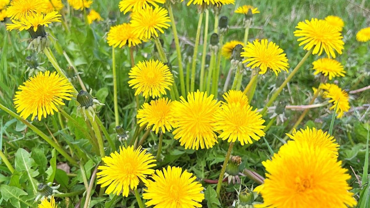 Karahindiba Çiçekleri ve İçeriği