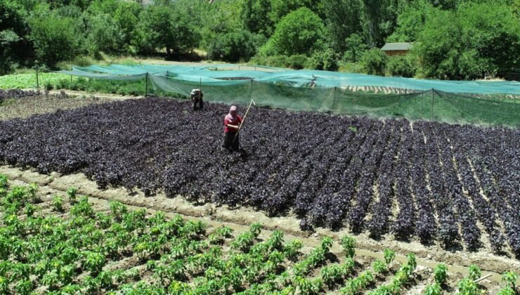 Sezonda 4 kez hasat ediliyor: Kilosu 1500 liradan satılıyor