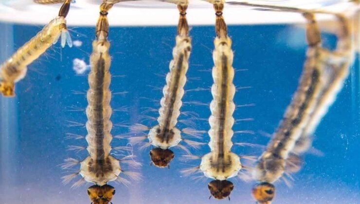 20 yıl önce gelip yerleşmiş, şimdi koca şehri tehdit ediyor: Halk yoğun istilaya karşı topyekun teyakkuza geçti