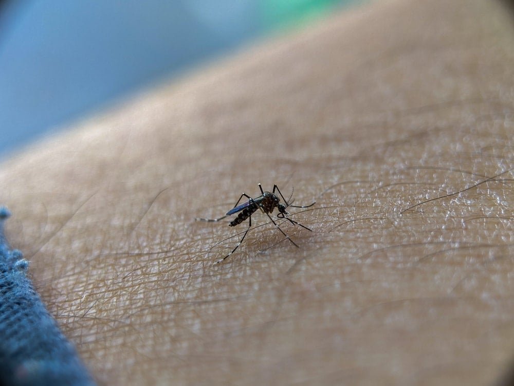 20 yıl önce gelip yerleşmiş, şimdi koca şehri tehdit ediyor: Halk yoğun istilaya karşı topyekun teyakkuza geçti