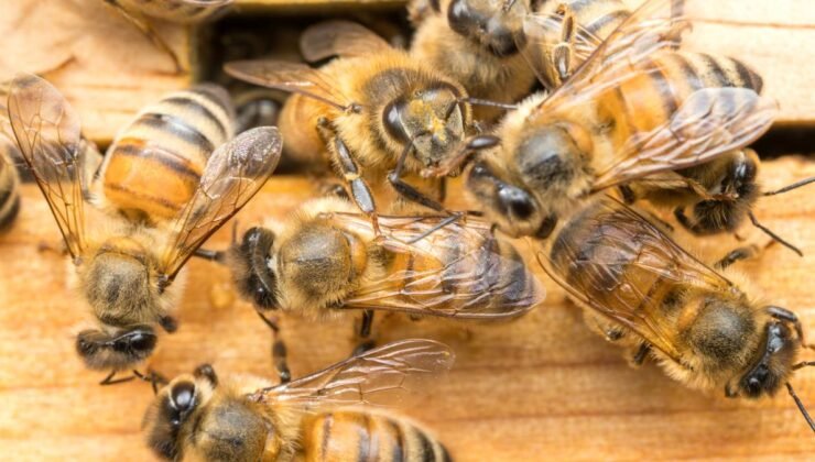 Arı zehri o kanser türünü yok ediyor: Çığır açan buluş