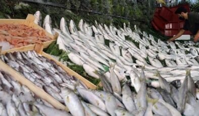 Balık yerken bir kez daha düşünün: Mikroplastik tespit edildi