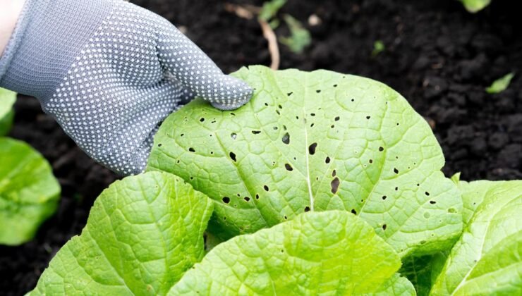 Bu bitkinin virüsü amansız hastalığın şifası çıktı: Sakın tiksinmeyin