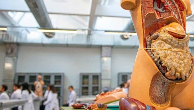 Bu organ hem vücudumuzun en hızlı yaşlanan organı, hem tüm vücudun kaderini belirliyor!