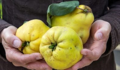 Bu yaz kiraz yiyemedik bu kışın da elma armut ve ayva yiyemeyeceğiz