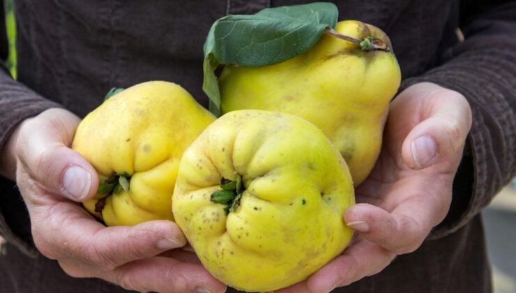 Bu yaz kiraz yiyemedik bu kışın da elma armut ve ayva yiyemeyeceğiz