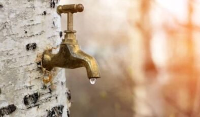 Gövdesine takılan muslukla yılda sadece 2 defa hasat yapılıyor: Şifa olmadığı hastalık yok