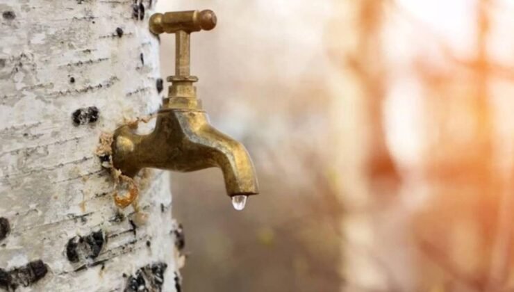 Gövdesine takılan muslukla yılda sadece 2 defa hasat yapılıyor: Şifa olmadığı hastalık yok