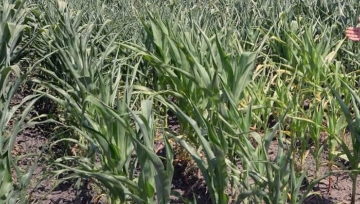 Hasatla beraber çiftçinin çilesi başladı, hepsi kan ağlıyor: Tarlada zarar büyüdü