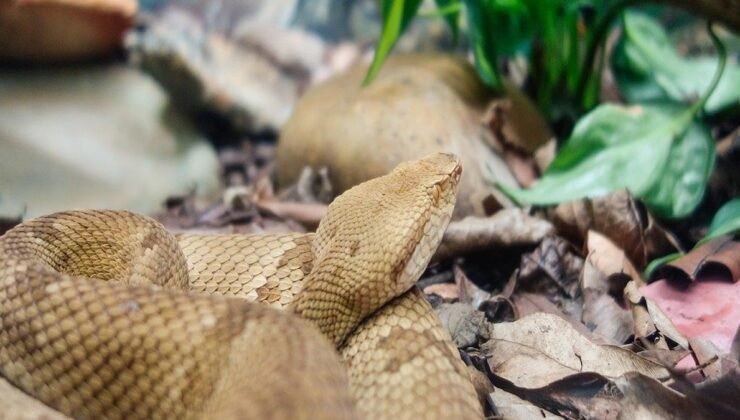 Her bir metrekaresi yılanlarla dolu! Zehri bile karaborsada 30 bin dolara satılıyor