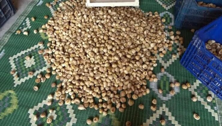 İncir Üretiminde İleklerin Saklanması ve Çevresel Etkiler: Türkiye’nin Nazilli Bölgesindeki Sorunlar