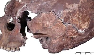 İtalya’daki Mağaranın Kralı: AC12 Kafatasının Sırları ve Yaşam Tarzını Aydınlatan Yeni Bulgular