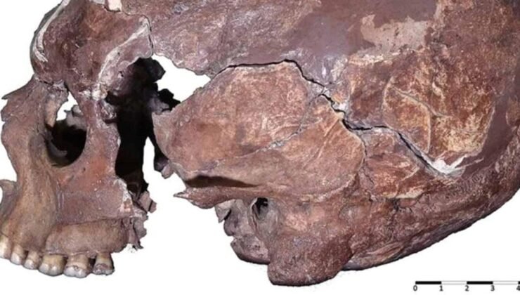 İtalya’daki Mağaranın Kralı: AC12 Kafatasının Sırları ve Yaşam Tarzını Aydınlatan Yeni Bulgular