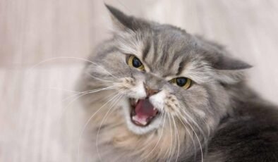 Kedilerden İlham Alan Lens Tekniği ile İHA Görüntülemede Devrim: Yapay Zeka Entegrasyonu Yakında