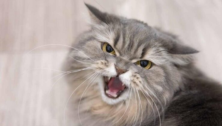 Kedilerden İlham Alan Lens Tekniği ile İHA Görüntülemede Devrim: Yapay Zeka Entegrasyonu Yakında