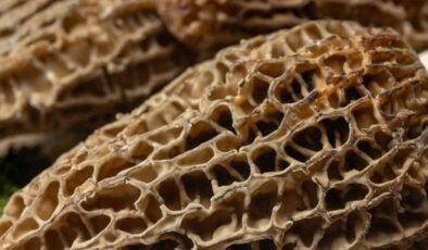 Köyde her 25 kişiden 2’si ALS hastası, nedeni ortaya çıktı: 20 yıldır aynı mantarı yiyorlarmış