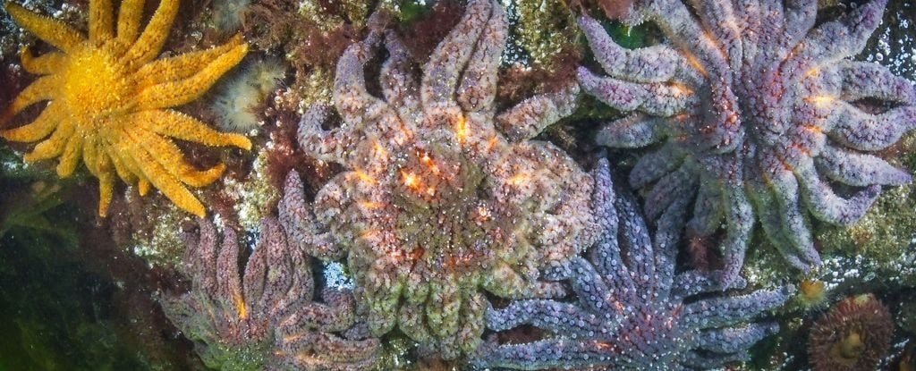 Milyarlarcasını eridi! O gizemli hastalığın faili bulundu