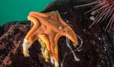 Milyarlarcasını eridi! O gizemli hastalığın faili bulundu