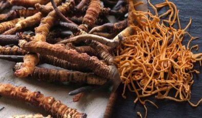 Ölü tırtılın başından filizlenerek yeryüzüne çıkıyor: Kilosu 5 Milyon TL’yi bulan astronomik rakamlara satılıyor