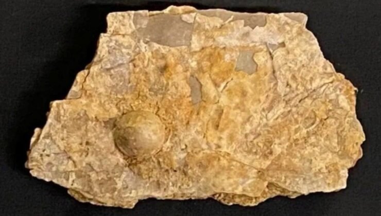 Turist 100 milyon yıllık dev fosil inci buldu