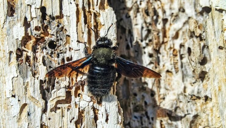 Yazın karşınıza çıkarsa sakın öldürmeyin! Cezası 2 milyon lira