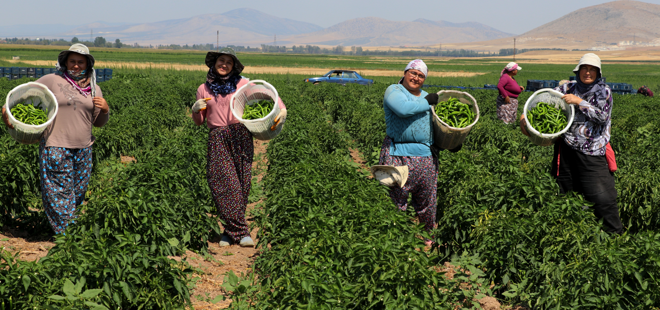 'Yetişmez' diyenleri utandırdı! 1 günde 14 ton hasat