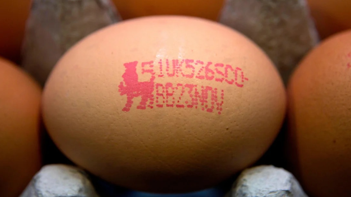 Yumurtanın Güvenli Tüketimi: Üretimden Tıbbı Tavsiyelere Kadar