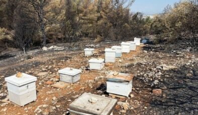 Yunanistan ülkeyi kasıp kavuran yangınların nedenini açıkladı: Başıboş arı kovanı