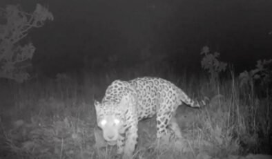 Ağustos 2024’te Jaguar’un Uzak Mesafeli Yüzüş Rekoru: Bilimsel İnceleme ve Yorumlar