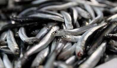 Balıkçılık Sezonu Başladı: Karadeniz, Marmara ve Ege’de Umut ve Endişeler