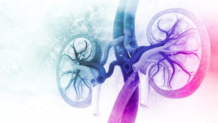 Böbreklerin Yaşamımızdaki Kritik Rolü ve Korunma Stratejileri