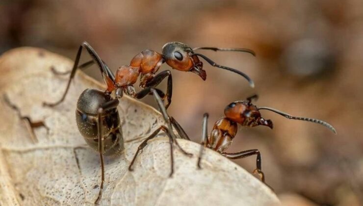 Dokumacı Karıncalardan Görünmez Kançayı Kesmeyen Kuvvet Mandalı: Grup Çabasında Biri Gibi Çalışmanın Sırrı