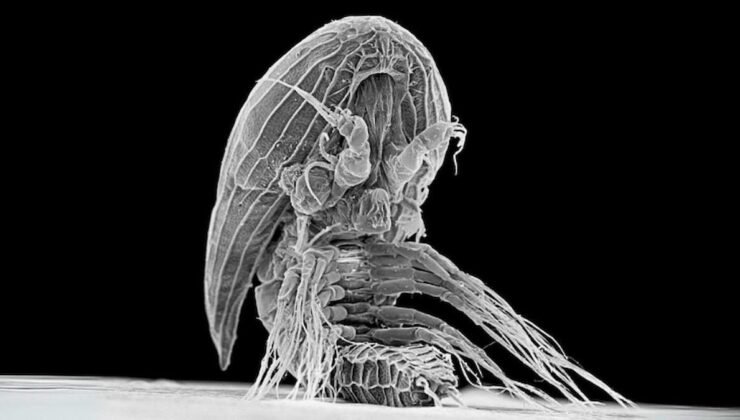 Facetotectalar: Parazitik Yaşamın Gizemli Evrimi ve Deniz Ekosistemlerindeki Rolü