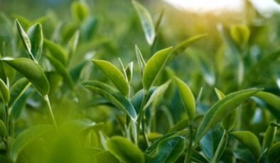 Güneş Korumasında Doğal Jeller: Çay Çiçeği ve Ayçiçeği Polenlerinden Yeni Nesil UV Filtreleri