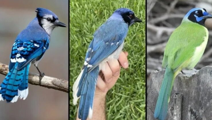 İklim Değişikliğinin Dolaylı Etkisi: Yeşil ve Mavi alakargaların Gençleşen Melezleşme Hikayesi