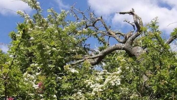 İngiltere’nin Doğa ve Büyüyle Örtülü Kaderi: Karaçalı ve Alıç Hikayeleri