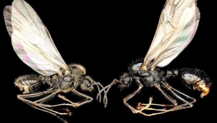 Kriz Döneminde Türler Arası Üreme: Kraliçeler ve Yabancı Tür Doğumu Üzerine Yeni Bulgular