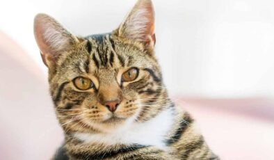 Mevcut Barınaklarda Feline Panleukopenia: Parvovirüs Salgınına Karşı Uyarılar ve Aşının Önemi