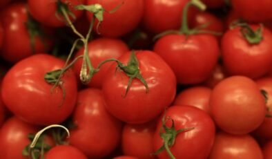 Sicilya Kiraz Domatesleriyle Salmonella Vakaları Avrupa’da Hızla Yayılıyor